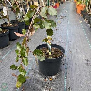 Buk lesný (Fagus sylvatica) ´PURPUREA PENDULA´ - výška 50+ cm, kont. C3L